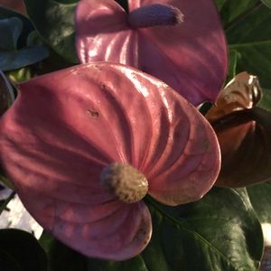 Meet your Posher, Frances